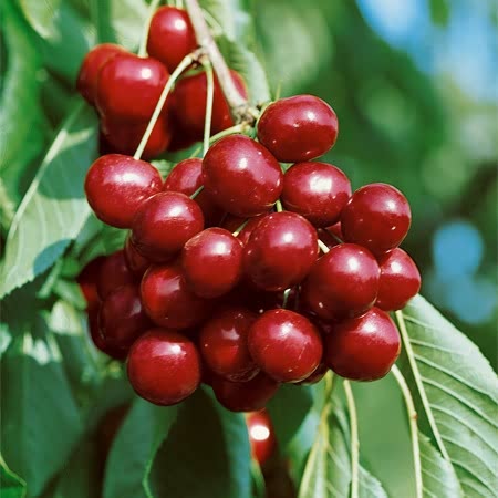 Sweet Cherry Kernel Carrier Oil 